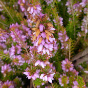 Erica carnea 'Foxhollow'