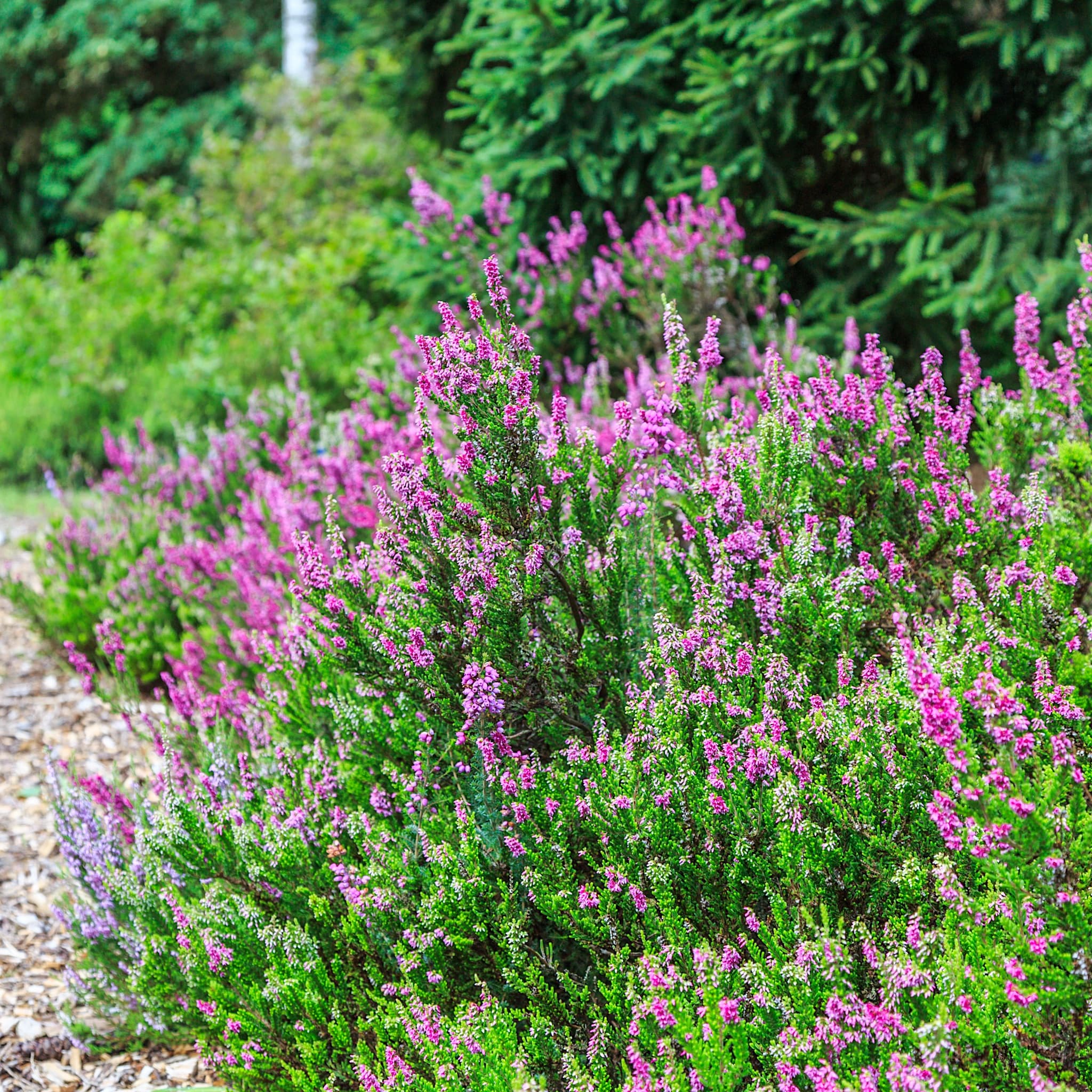 Erica carnea 'Foxhollow'