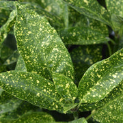 Aucuba jap. 'Crotonifolia'