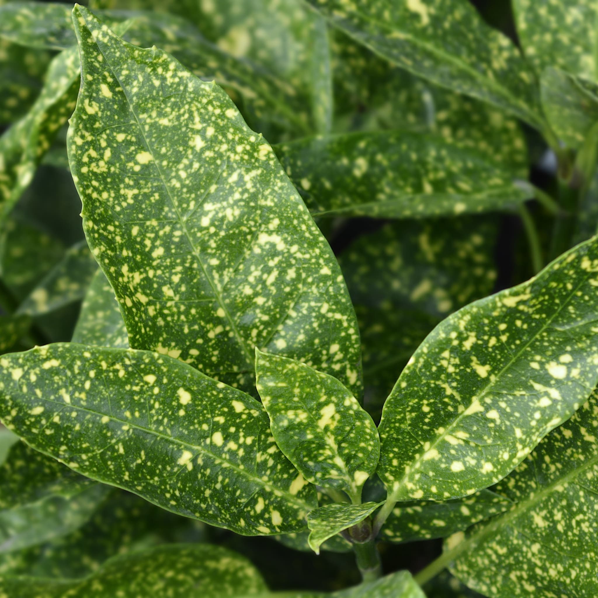Aucuba jap. 'Crotonifolia'