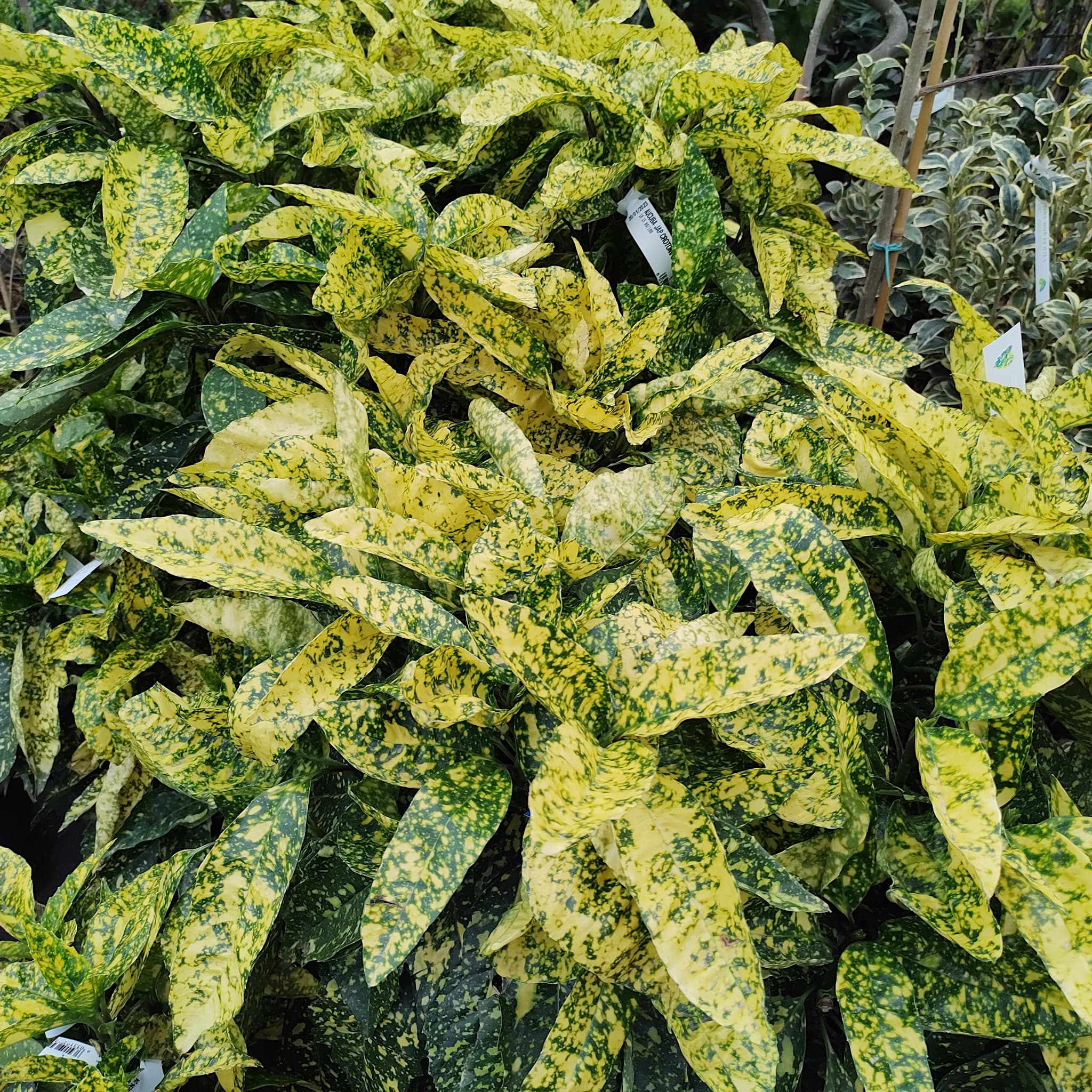 Aucuba jap. 'Crotonifolia'