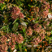 Abelia 'Sherwood'