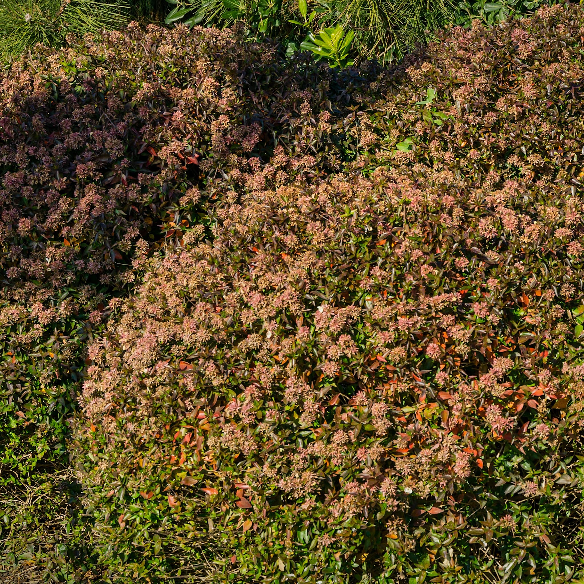 Abelia 'Sherwood'