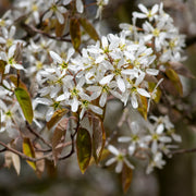 Amelanchier lamarckii