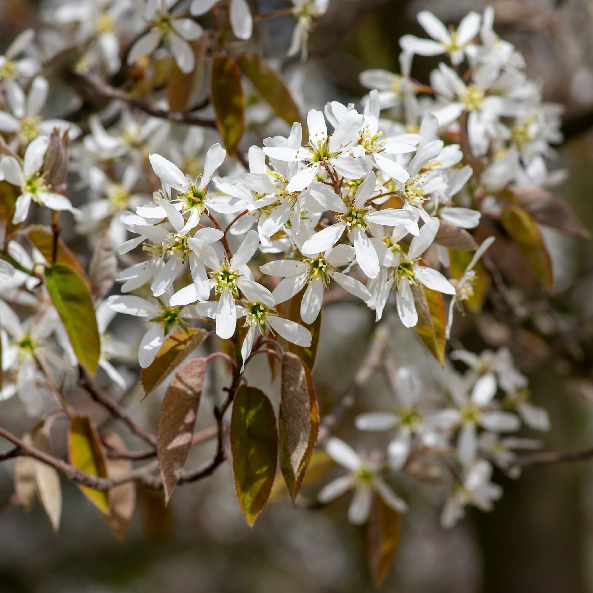 Amelanchier lamarckii