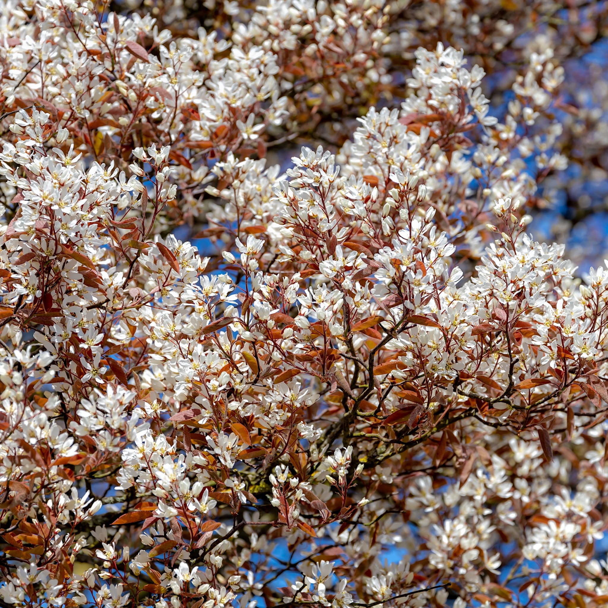 Amelanchier lamarckii