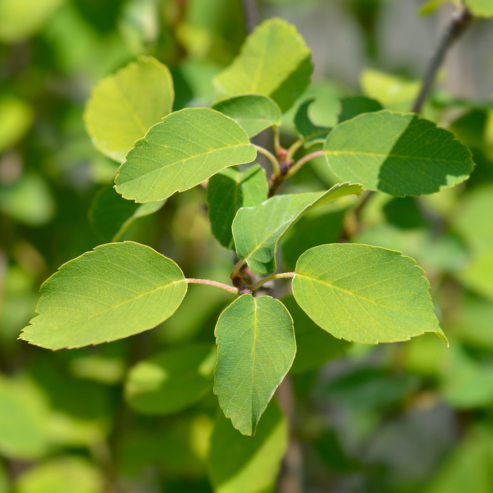 Amelanchier aln 'Obelisk'
