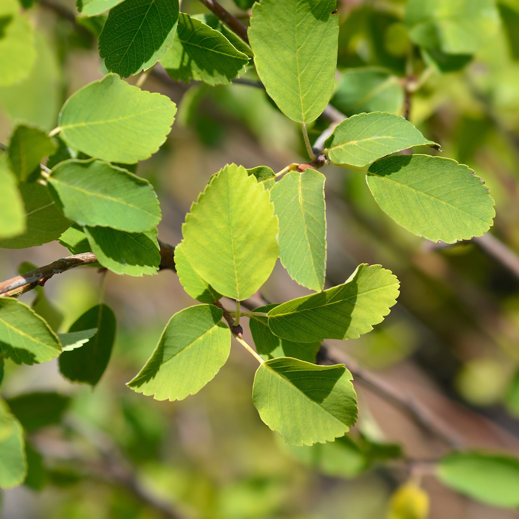 Amelanchier aln 'Obelisk'
