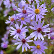 Aster cord. 'Little Carlow'