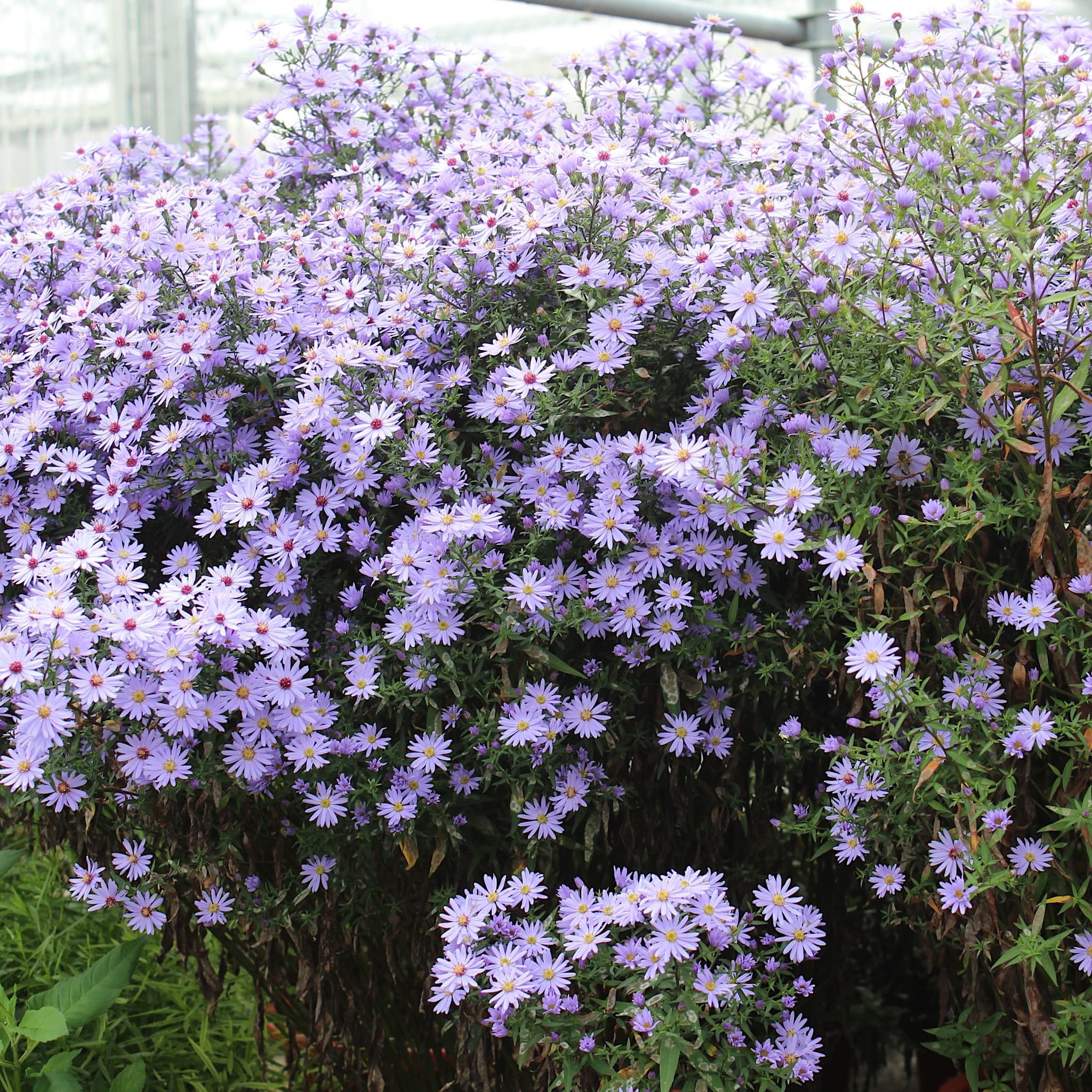 Aster cord. 'Little Carlow'