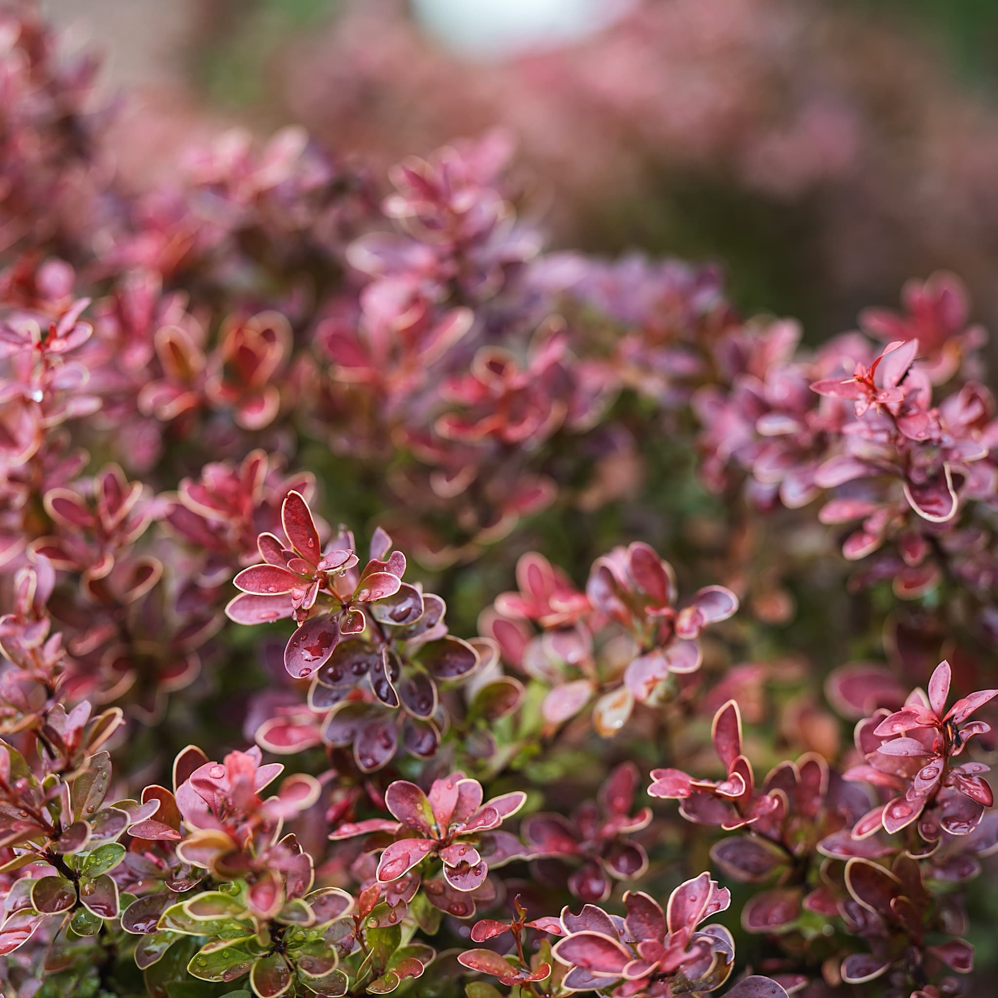 Berberis thunbergii 'Admiration'