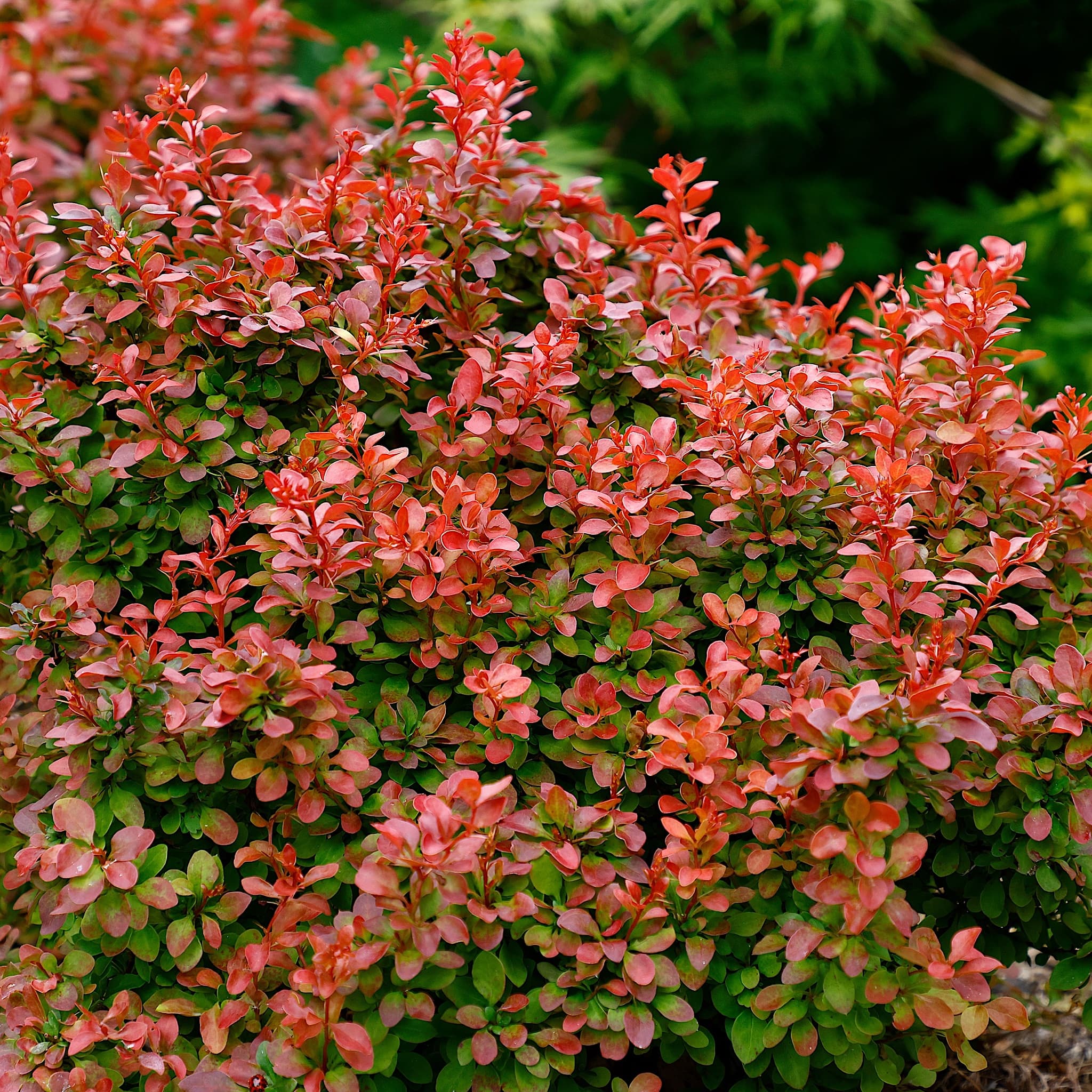 Berberis thunbergii 'Admiration'