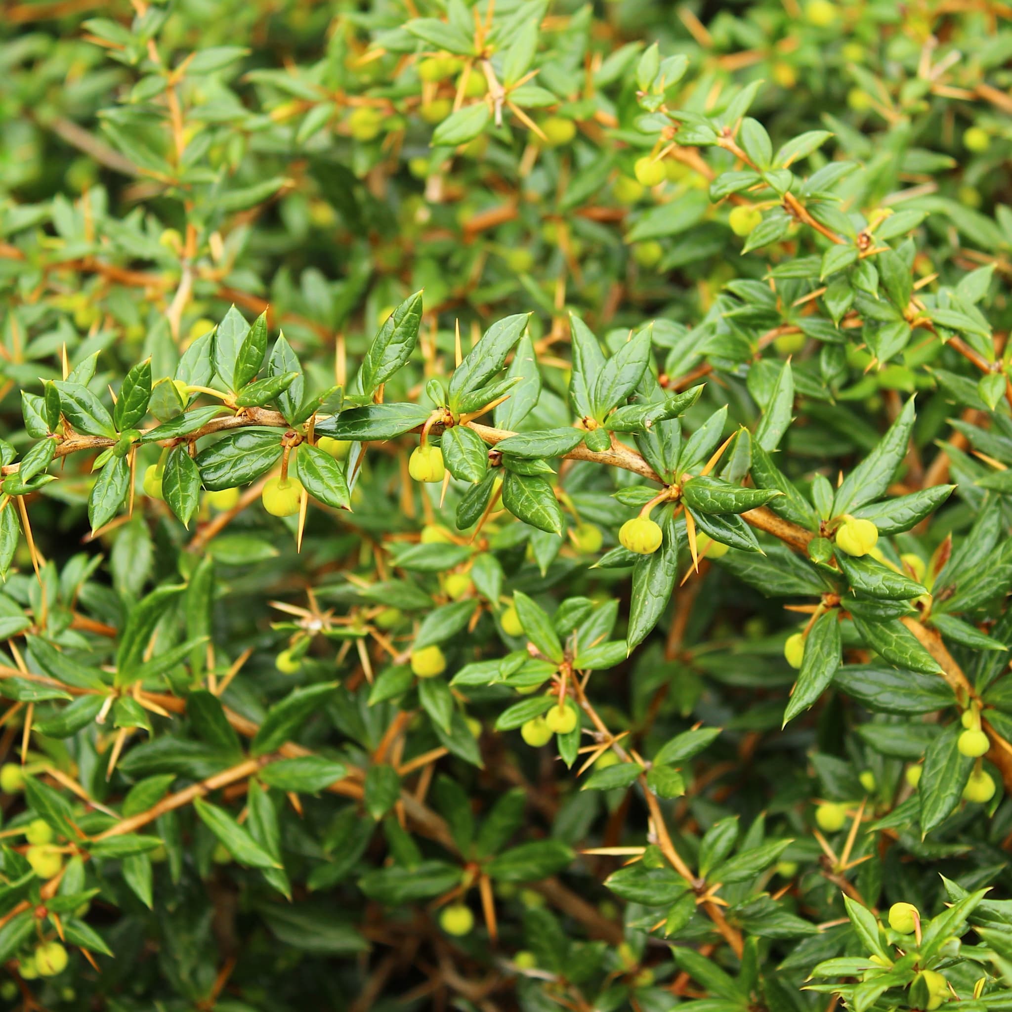 Berberis frikartii 'Amstelveen'
