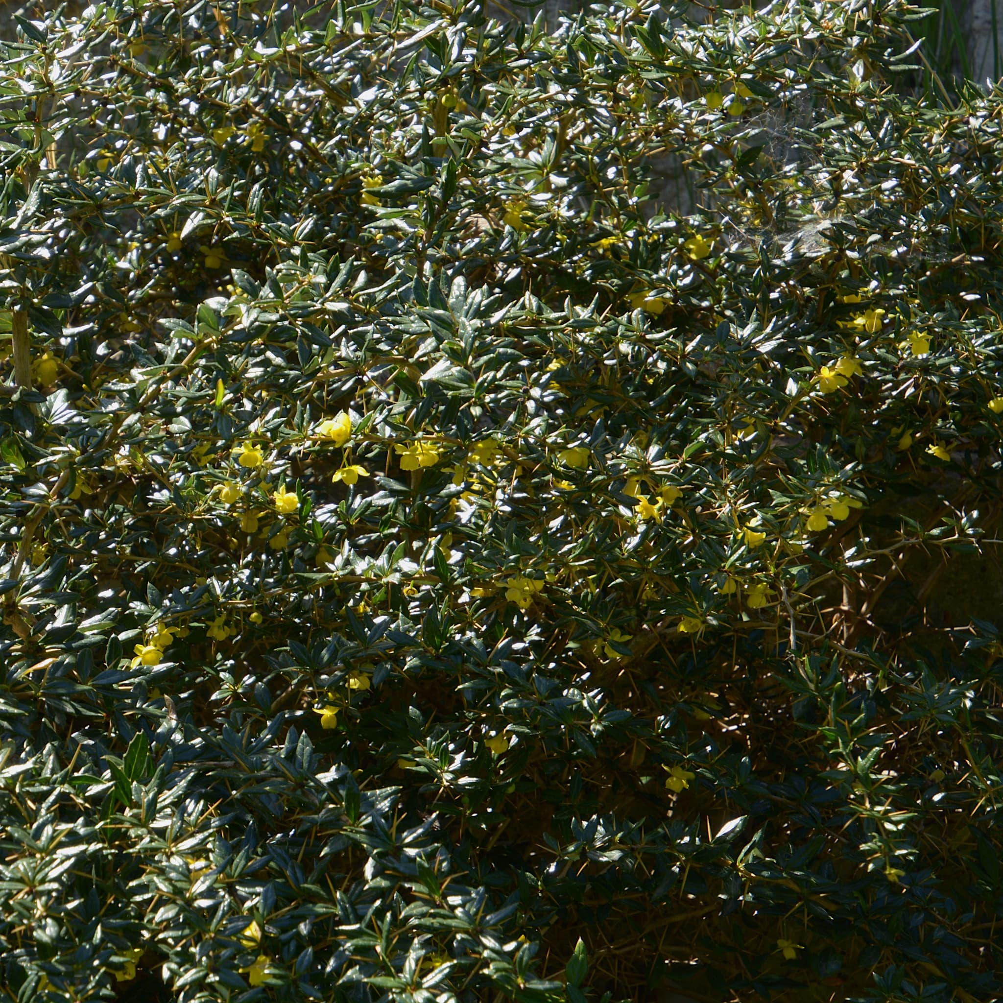 Berberis frikartii 'Amstelveen'