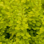 Berberis thunb. 'Aurea'