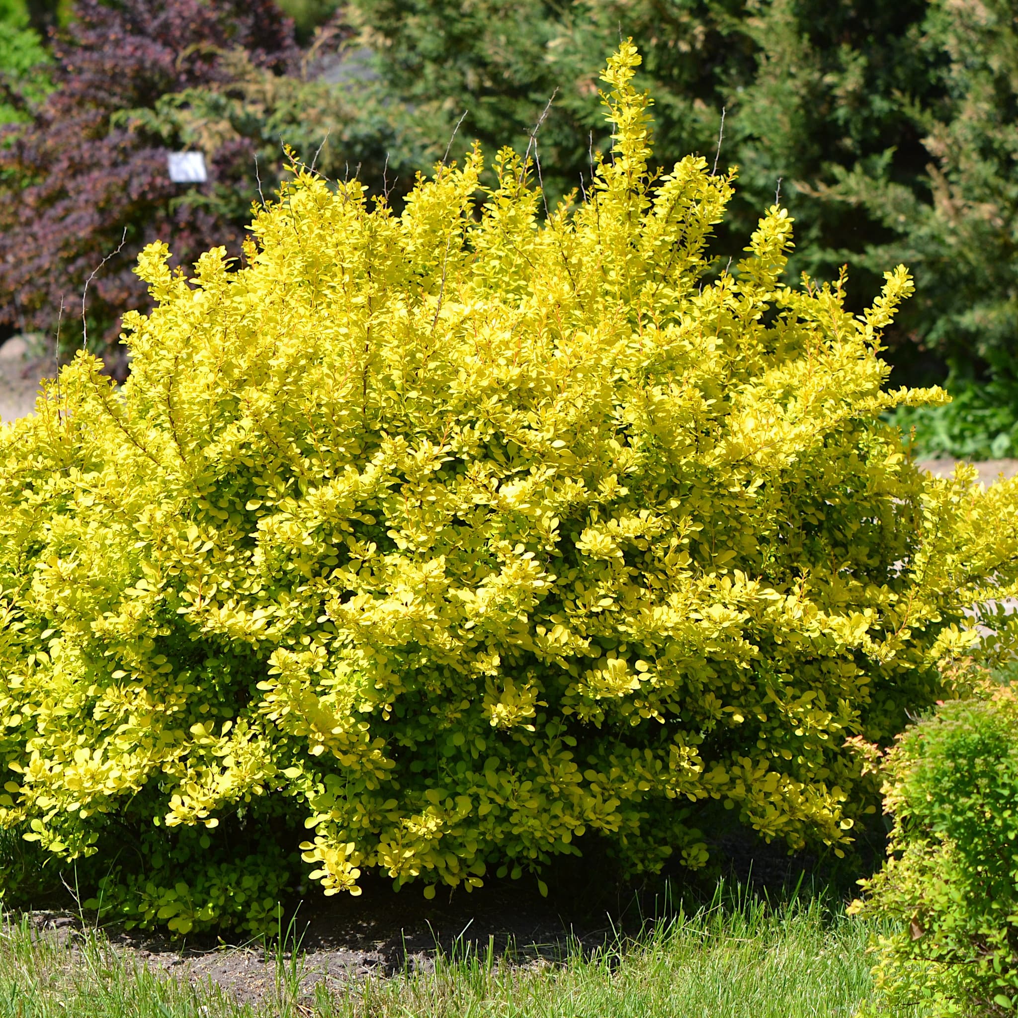 Berberis thunb. 'Aurea'