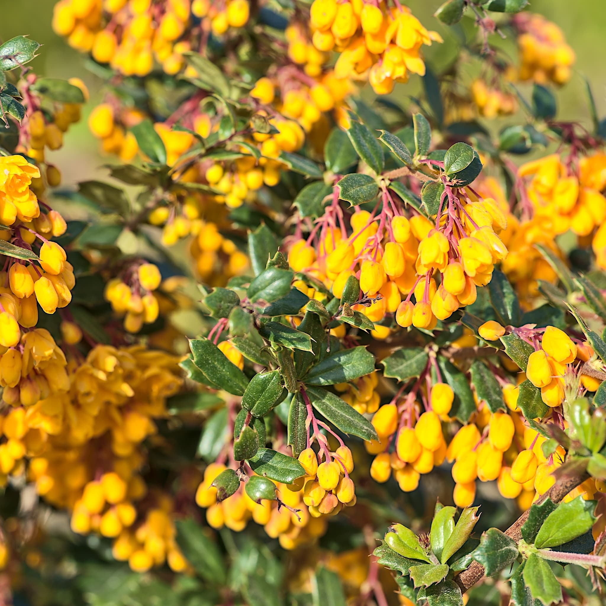 Berberis darwinii 'Compacta'
