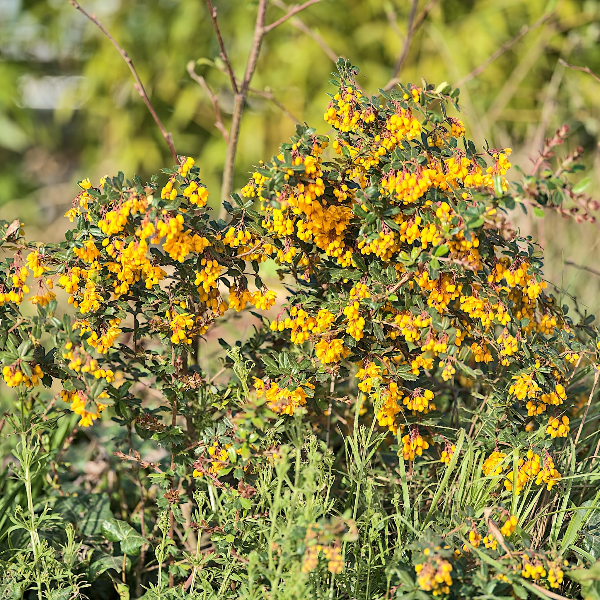 Berberis darwinii 'Compacta'