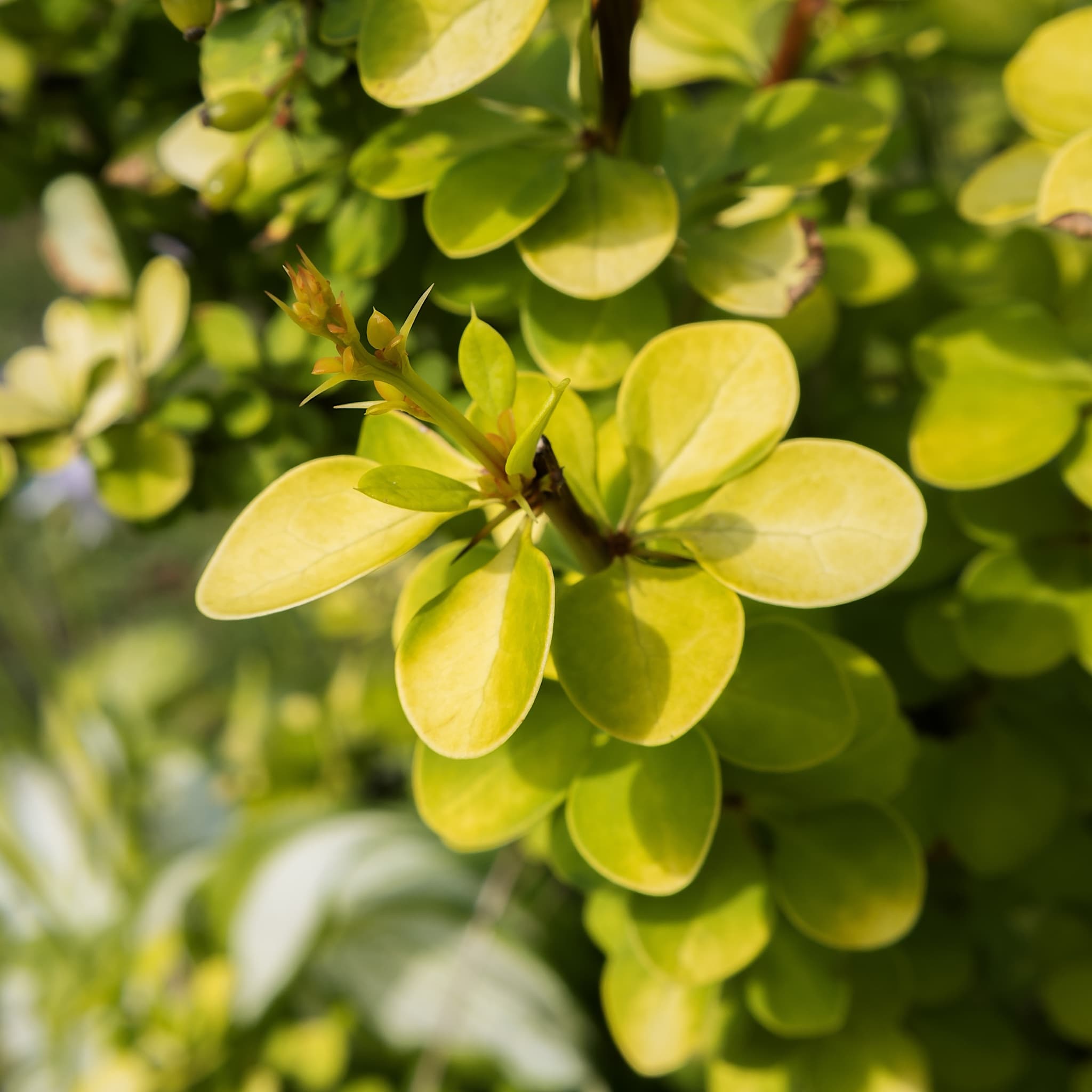 Berberis thunb. 'Diabolicum'