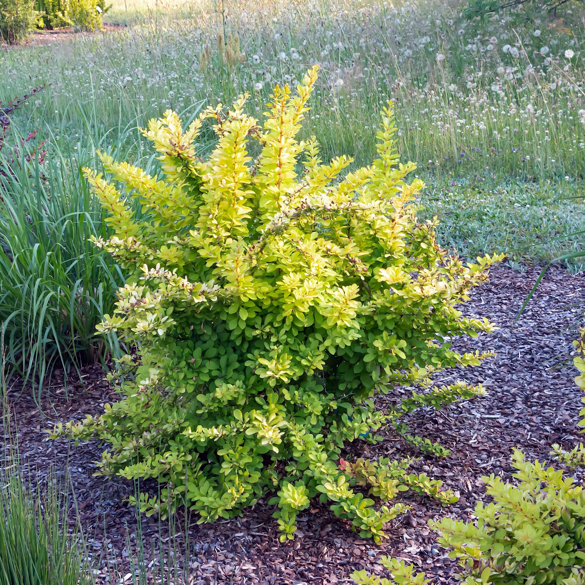 Berberis thunb. 'Diabolicum'