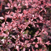 Berberis thunb. 'Harlequin'
