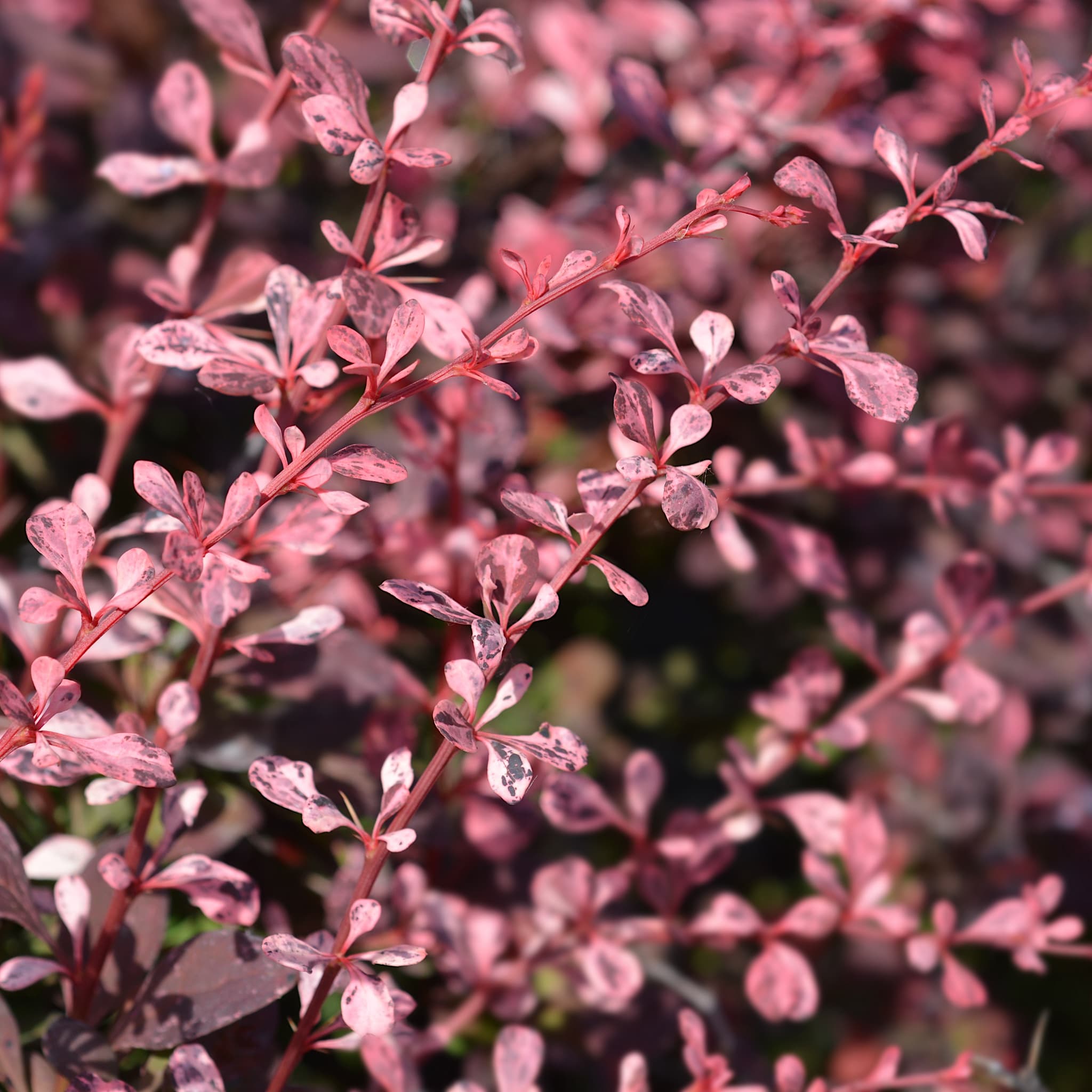 Berberis thunb. 'Harlequin'