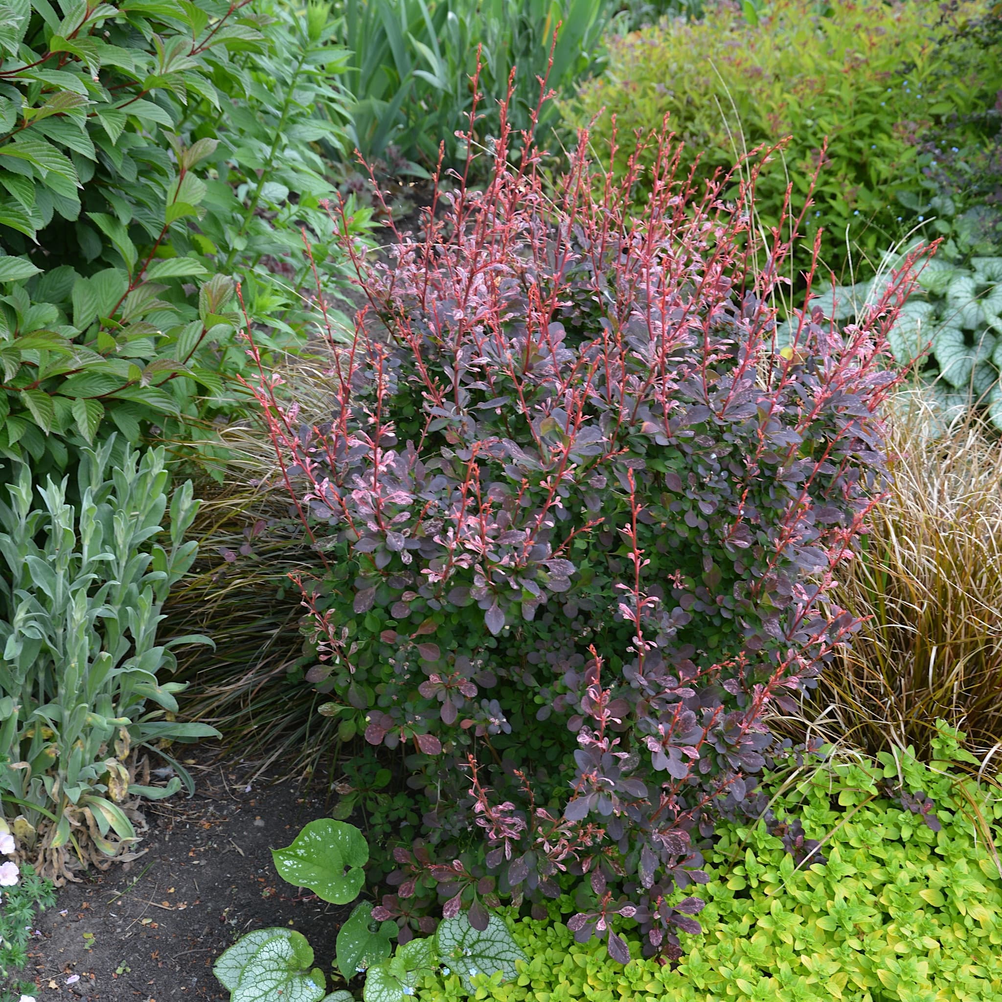Berberis thunb. 'Harlequin'