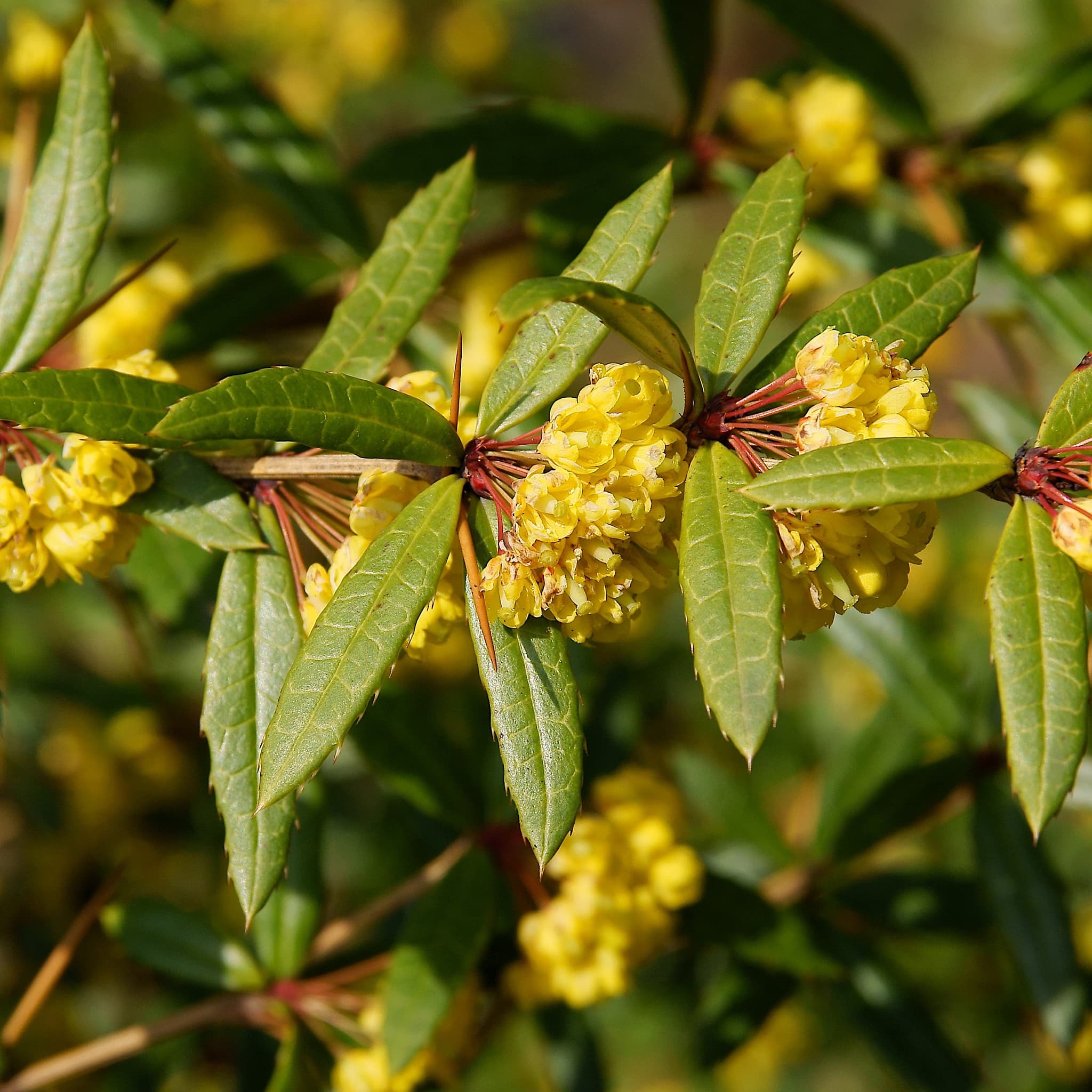 Berberis julianae
