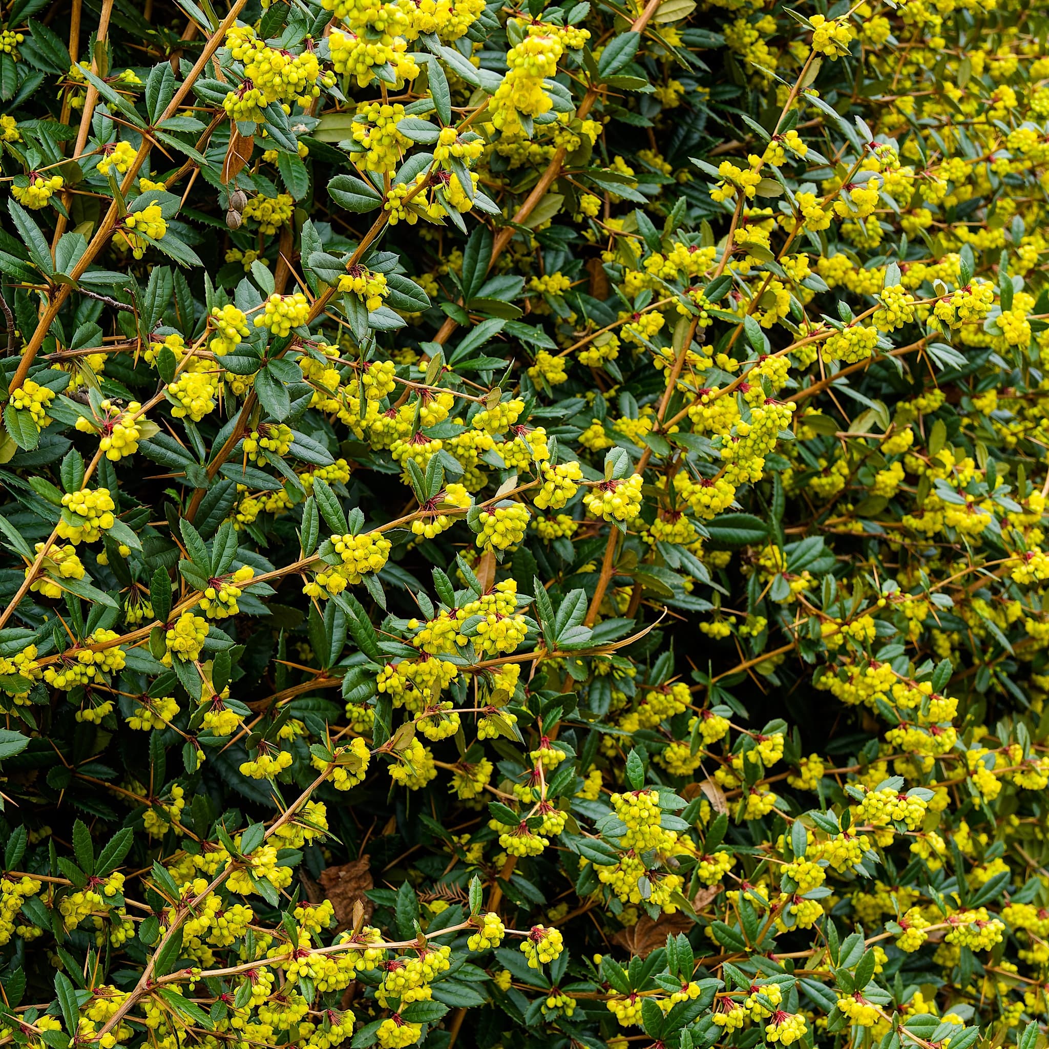 Berberis julianae