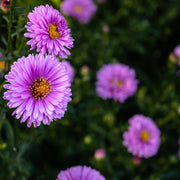 Aster novi-belgii 'Patricia Ballard'