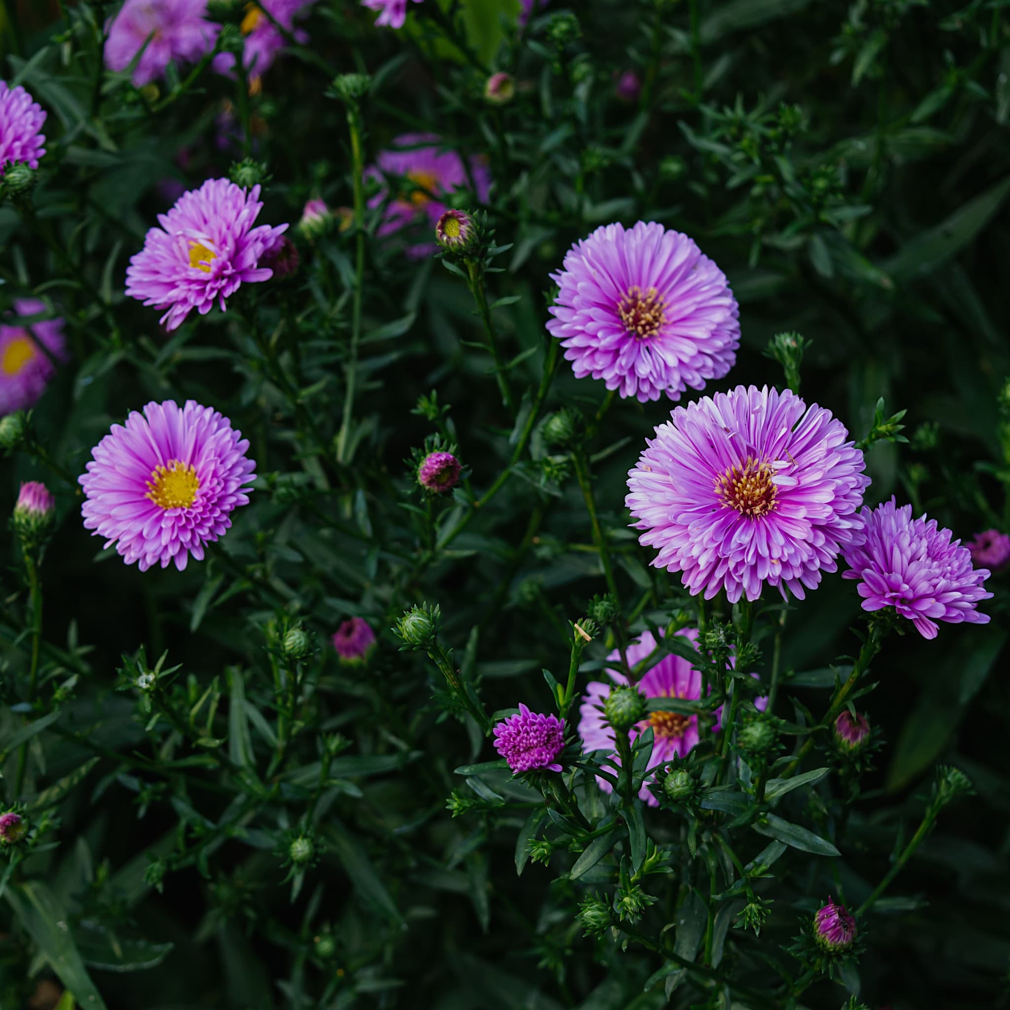 Aster novi-belgii 'Patricia Ballard'