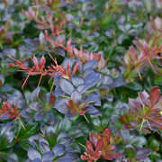 Berberis media 'Red Jewel’