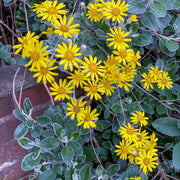 Brachyglottis 'Silver Dormouse'