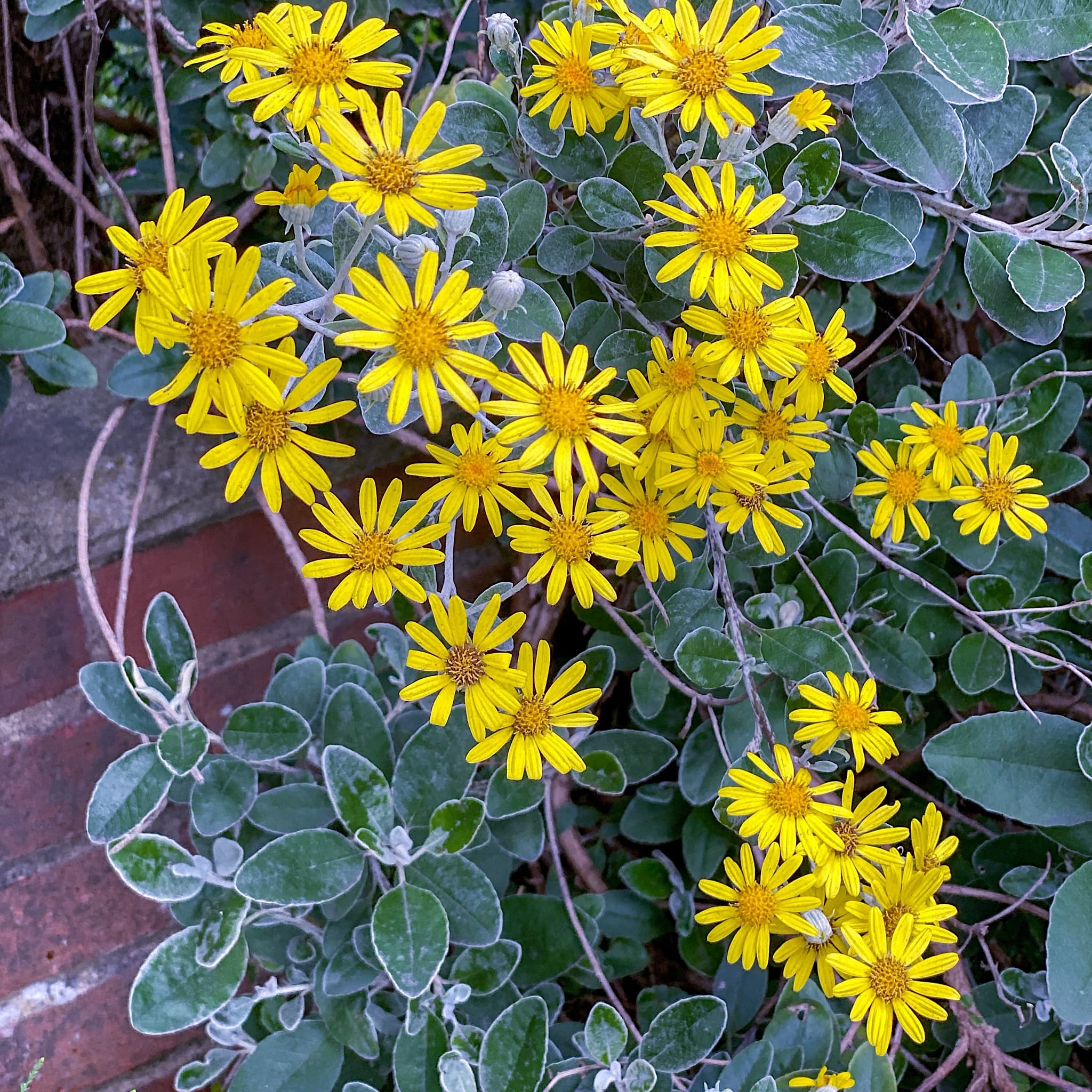 Brachyglottis 'Silver Dormouse'