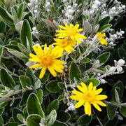 Brachyglottis 'Sunshine'