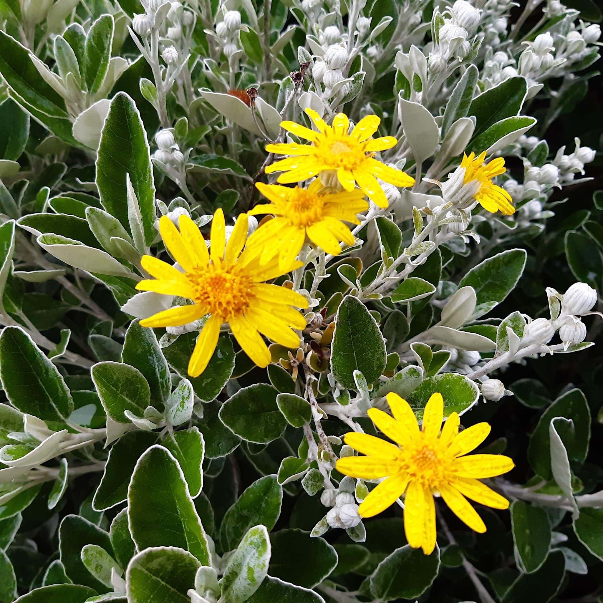 Brachyglottis 'Sunshine'