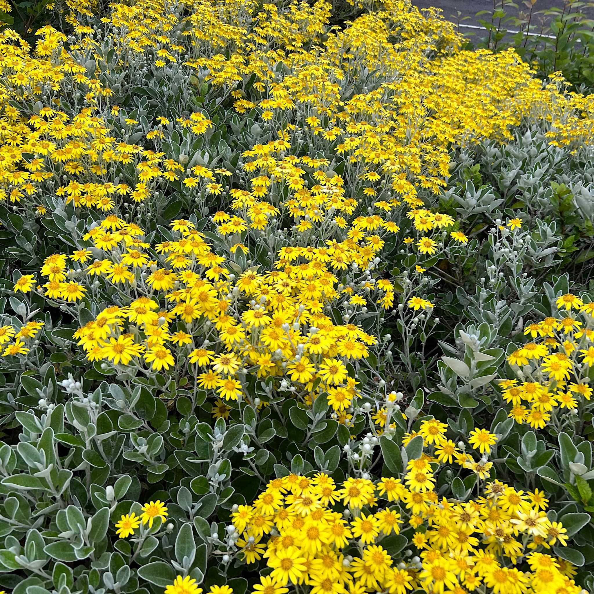 Brachyglottis 'Sunshine'