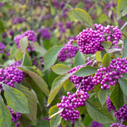 Callicarpa bodinieri 'Profusion'