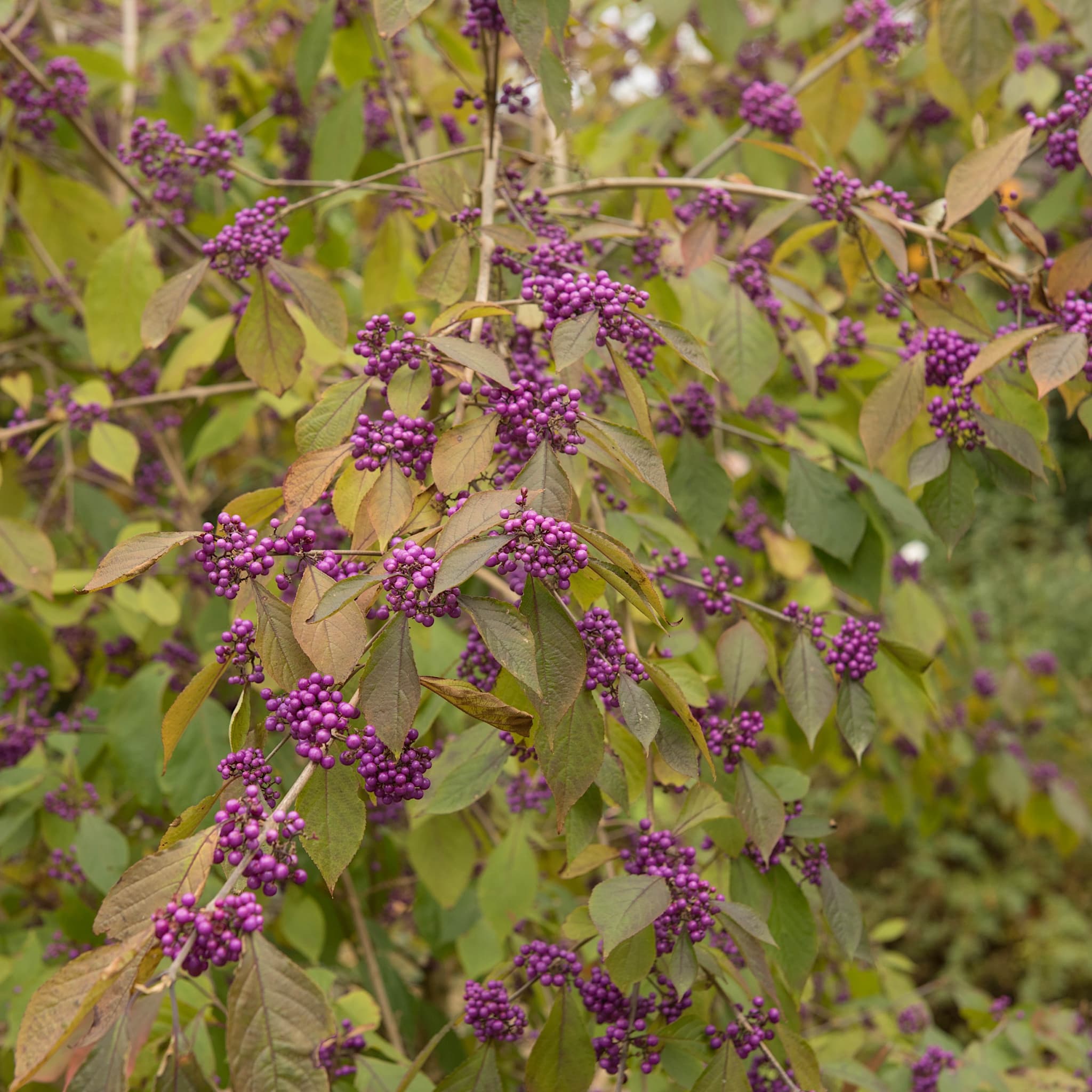 Callicarpa bodinieri 'Profusion'