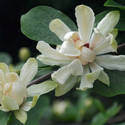 Calycanthus 'Venus'