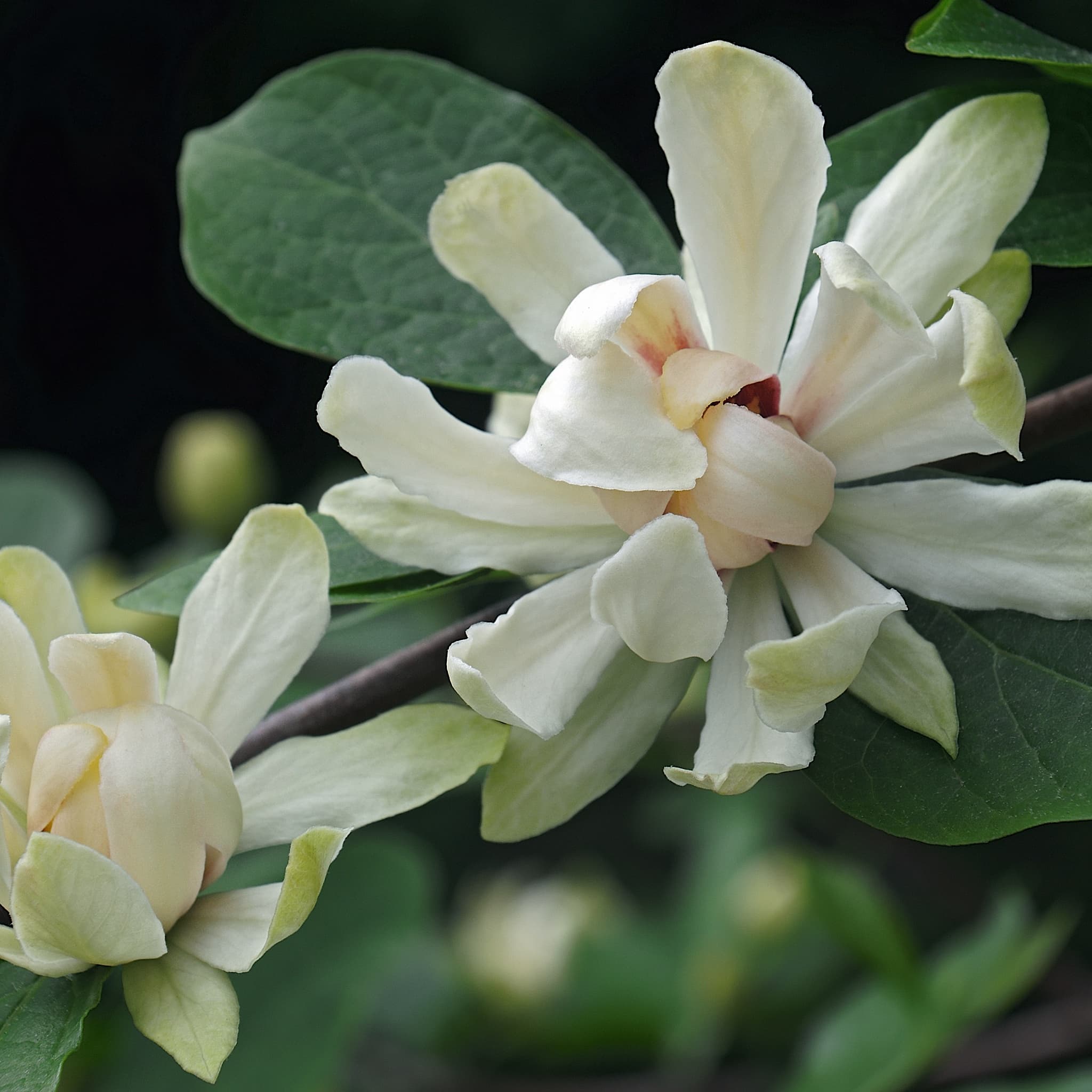 Calycanthus 'Venus'