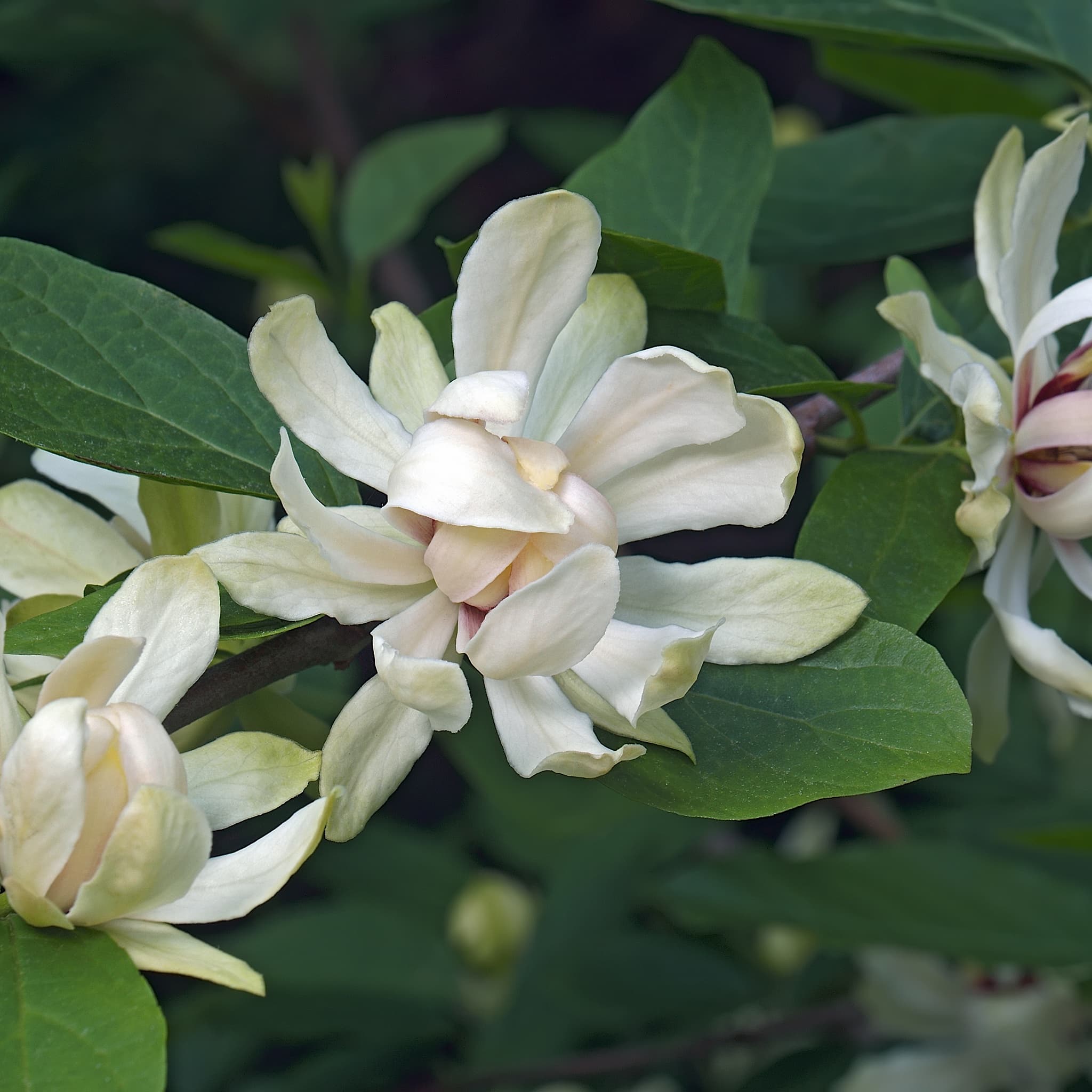 Calycanthus 'Venus'