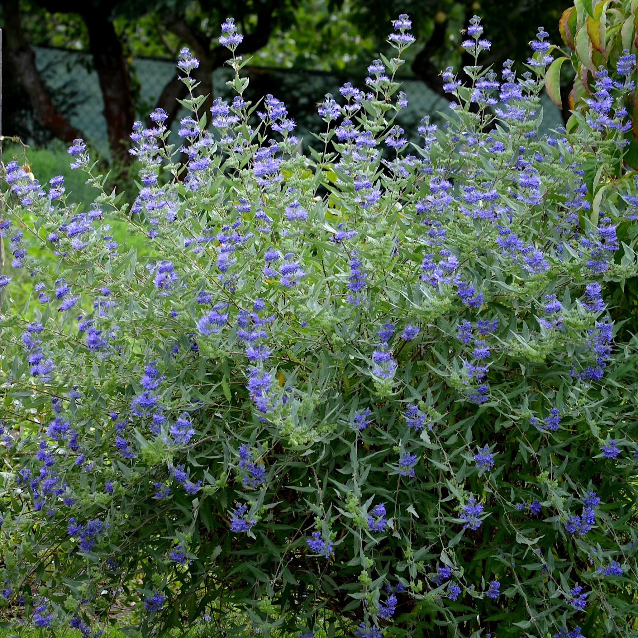 Caryopteris cland. 'Heavenly Blue'