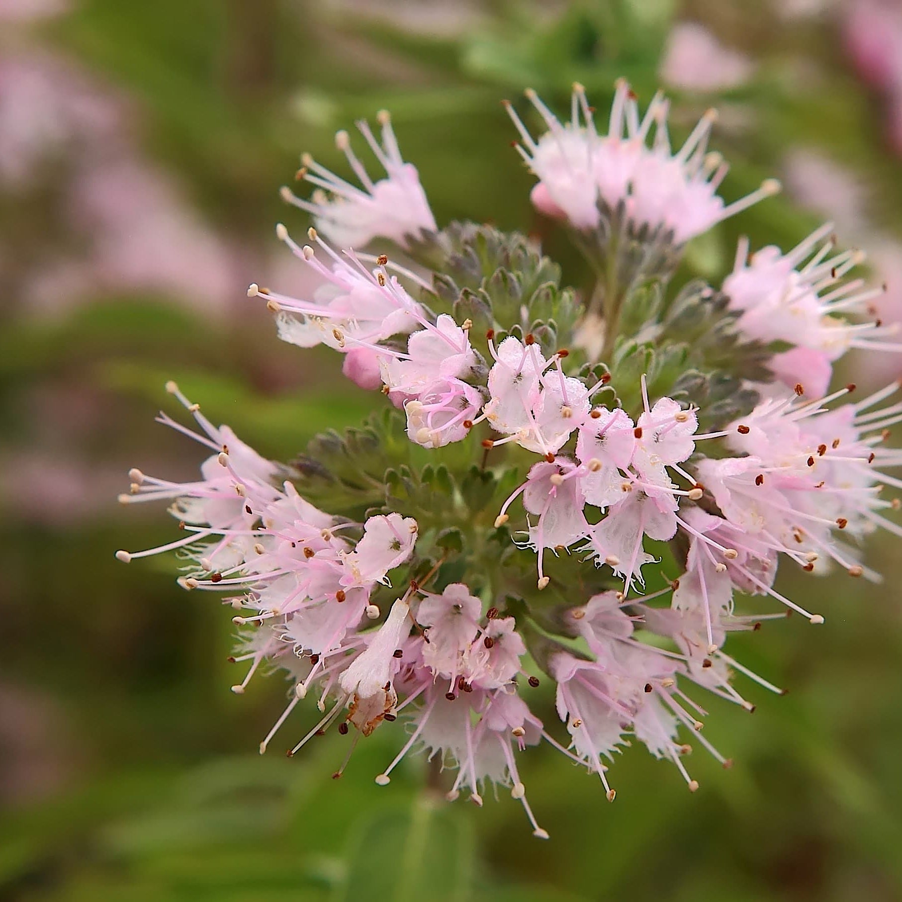 Caryopteris cland. 'Pink Perfection'