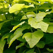 Catalpa bignonioides 'Aurea'