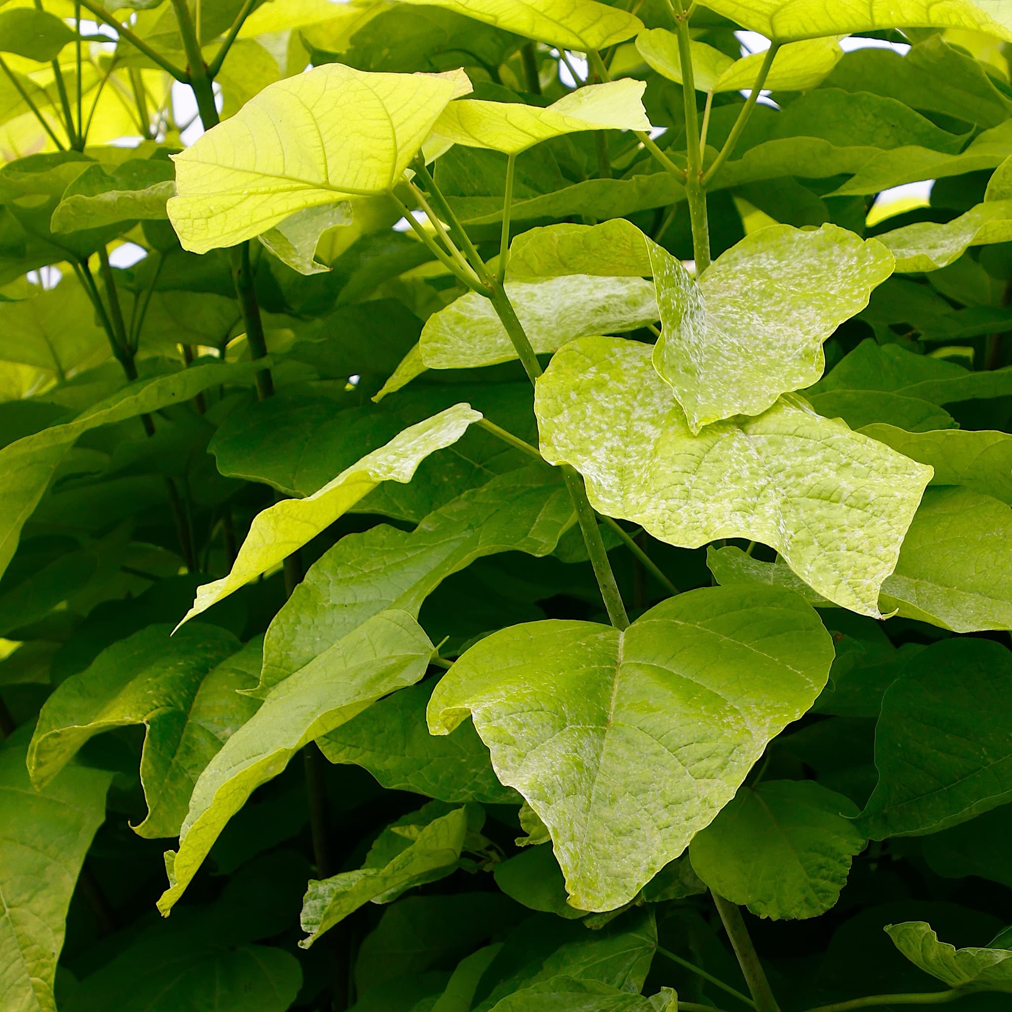 Catalpa bignonioides 'Aurea'