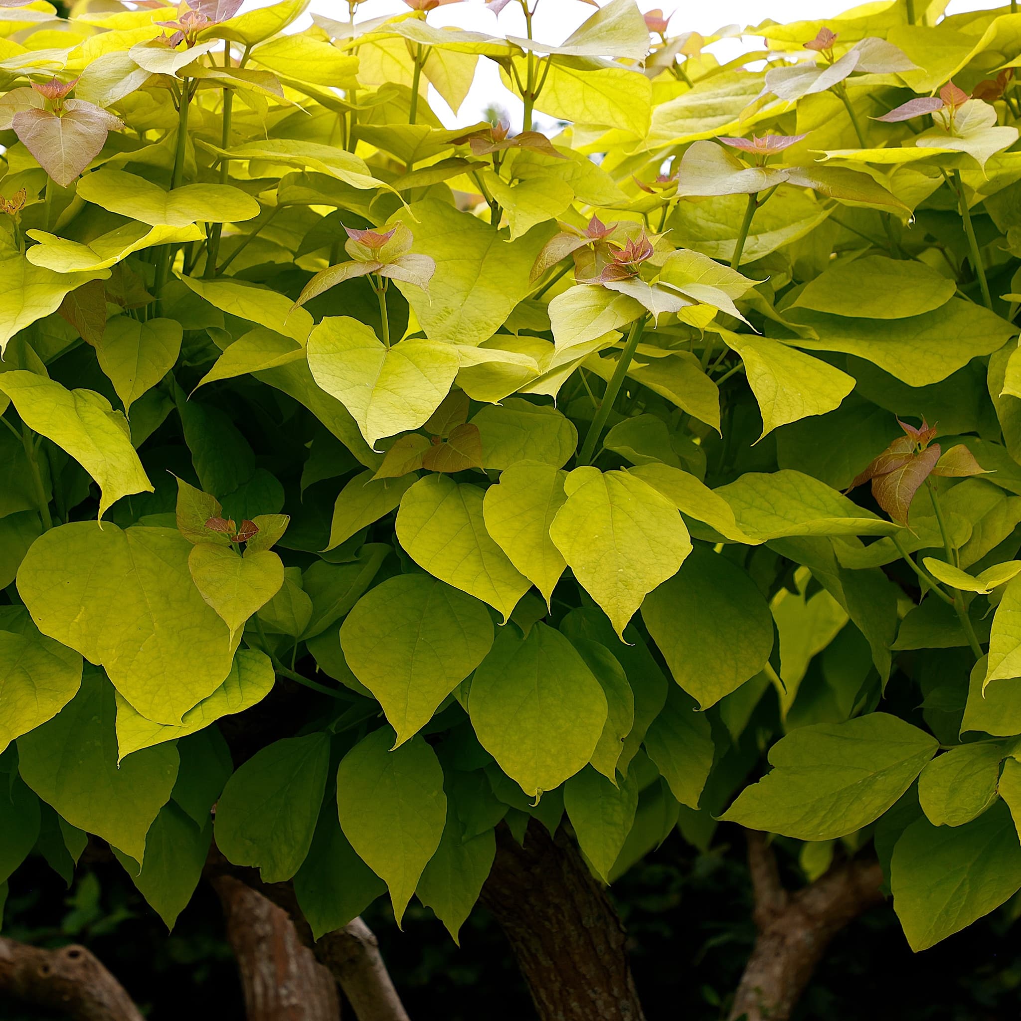 Catalpa bignonioides 'Aurea'