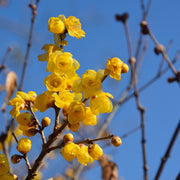 Chimonanthus praecox