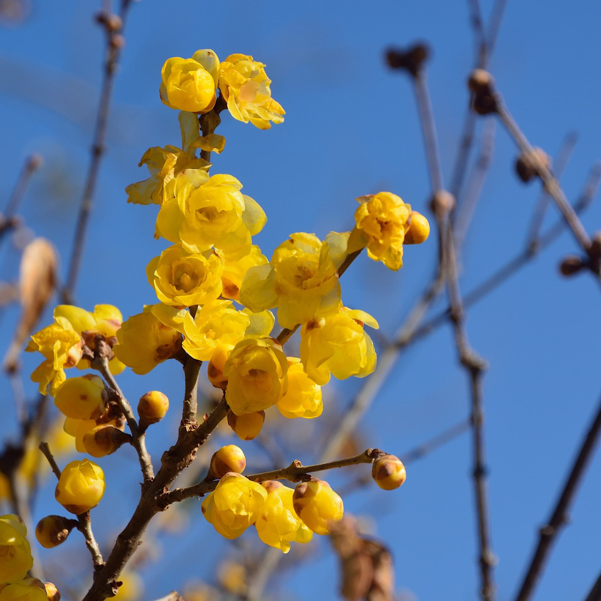 Chimonanthus praecox