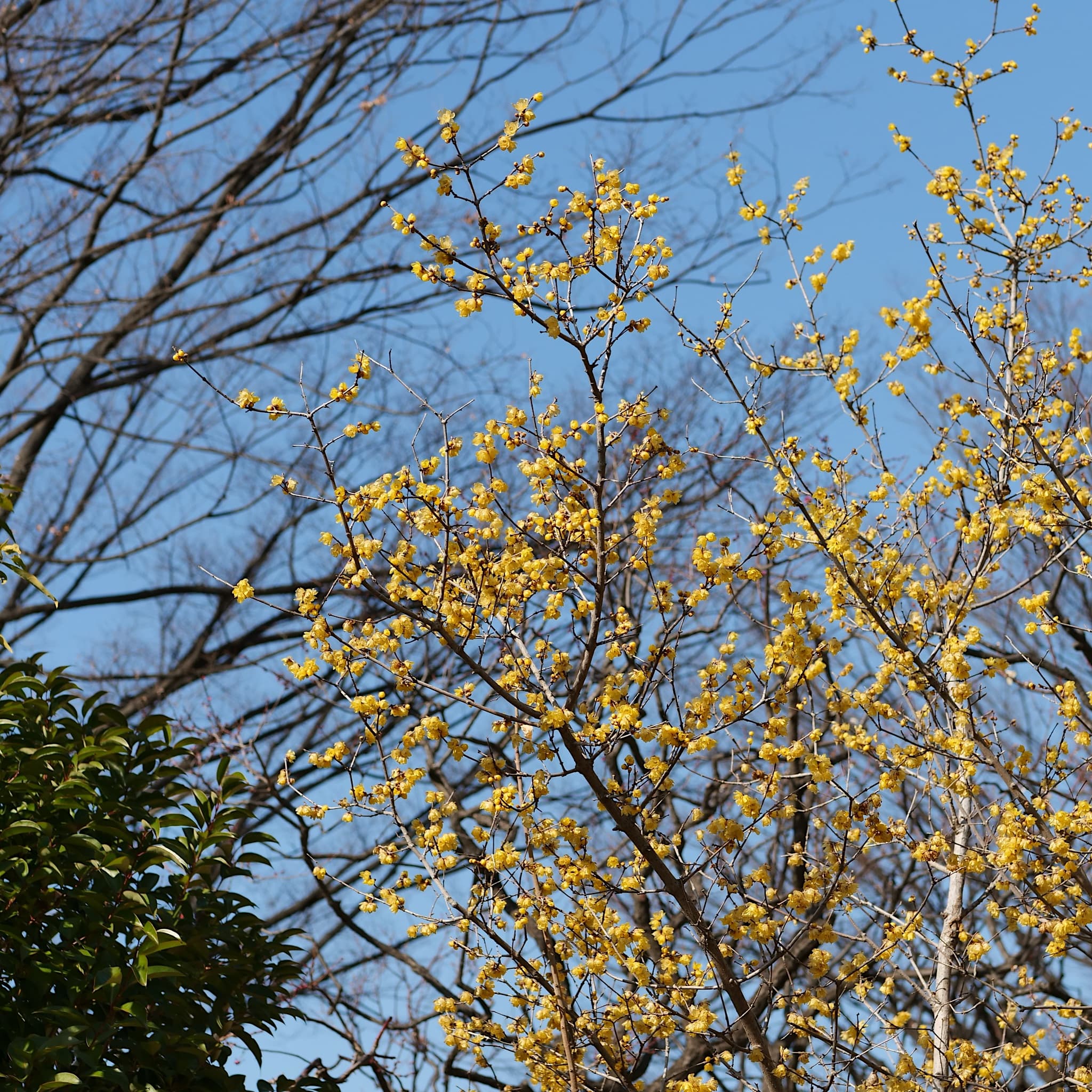 Chimonanthus praecox